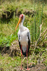 Yellow-billed stork (Mycteria ibis), Lake Naivasha, Kenya