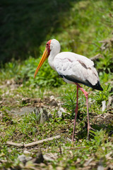 Yellow-billed stork (Mycteria ibis), Lake Naivasha, Kenya