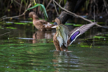 A duck flaps its wings. Photographed close-up.
