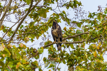 Fototapeta premium Common Black Hawk (Buteogallus anthracinus), taken in Costa Rica