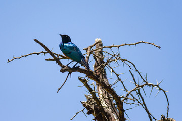 Superb Starling (lamprotornis superbus) perched on branch, lake Naivasha, Kenya