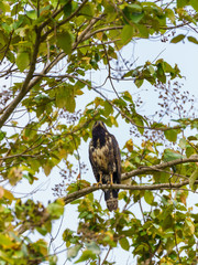 Common Black Hawk (Buteogallus anthracinus), taken in Costa Rica