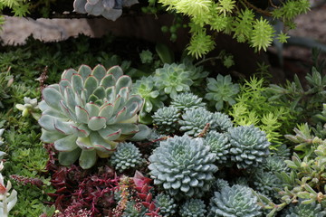 Succulent Garden combined with variety plants by mixing form and color together