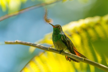 Rufous-Tailed Hummingbird (Amazilia tzacatl), taken in Costa Rica