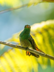 Rufous-Tailed Hummingbird (Amazilia tzacatl), taken in Costa Rica