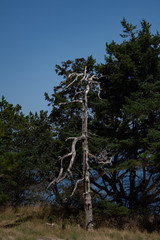 Obraz premium Tribune Bay - Hornby Island