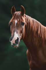 portrait of stunning red trakehner stallion in summer field
