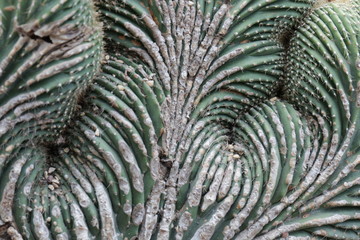 Curves, Pattern and Texture on Cactus