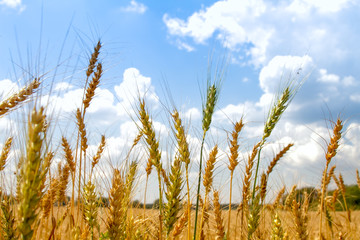 Field of ripened golden wheat harvest against a blue cloudy sky, selective focus