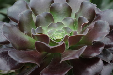 Close up Succulent Plant