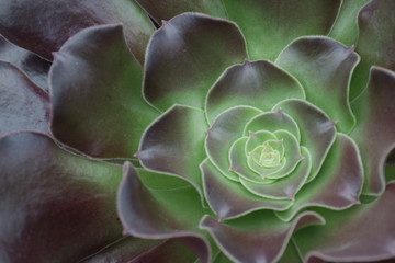 Close up Succulent Plant