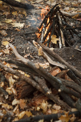 Close-up of a burning bonfire in the forest, firewood and embers on fire in the autumn forest, selective focus
