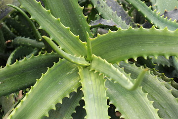 Form and Texture of Cactus Leaves and Spines