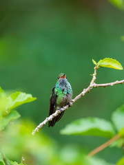 Rufous-Tailed Hummingbird (Amazilia tzacatl), taken in Costa Rica
