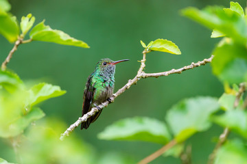 Rufous-Tailed Hummingbird (Amazilia tzacatl), taken in Costa Rica