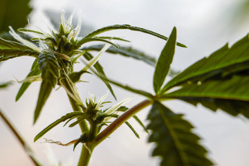 Fototapeta premium Macro photo of cones of marijuana plants, weed or cannabis in pots at home on the windowsill of the house on the backdrop of the blinds, selective focus
