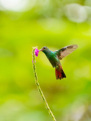 Rufous-Tailed Hummingbird (Amazilia tzacatl), taken in Costa Rica