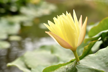 Obraz premium Pond with large yellow water lily flower.
