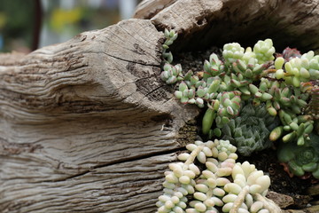 Beautiful Combination between Form and Color of Variety Succulents in the Garden