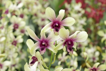 Fototapeta premium pink and white orchids
