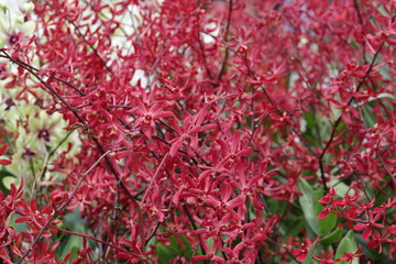 Close up Red Orchid,  Ambience Flowers Aranthera Azimah