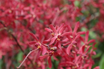 Close up Red Orchid,  Ambience Flowers Aranthera Azimah