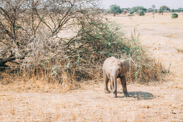 african elephants in tanzania on safari