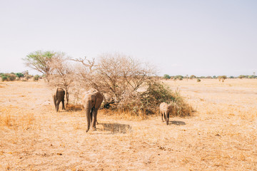 Fototapeta na wymiar african elephants in tanzania on safari