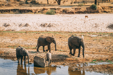Obraz premium african elephants in tanzania on safari