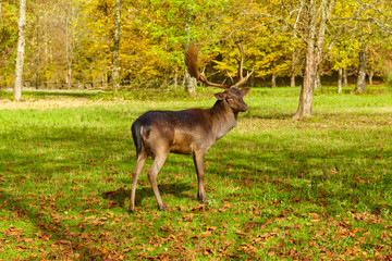 Naklejka na ściany i meble Imposing deer basks in the forest clearing, (fallow deer)