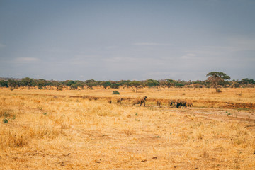 Fototapeta na wymiar African animals and wildlife in Tanzania on safari