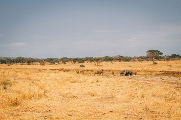 African animals and wildlife in Tanzania on safari