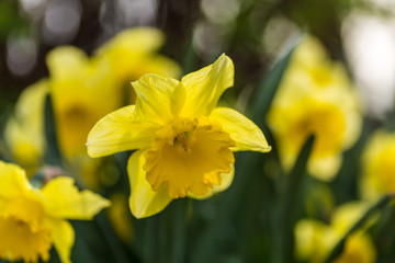 Daffodil