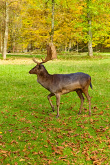 Imposing deer basks in the forest clearing, (fallow deer)