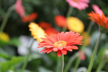 Close up Orange Daisy Flower