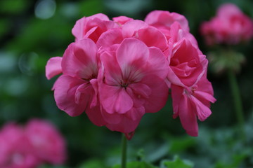 Close up Pink Wild Rose Flowers