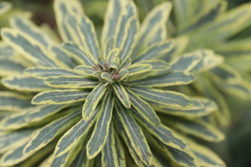 Fototapeta premium close up of a plant