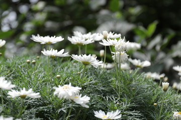 White Daisy Meadow in the Garden