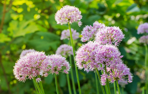 round purple flowers of onion growing in the garden