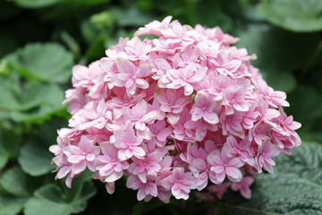 Close up Pink Hydrangea in the Garden