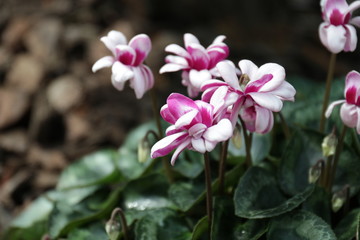 Fototapeta premium pink and white flowers