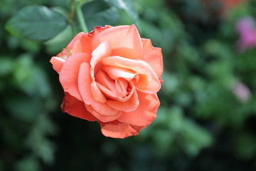 Clsoe up Single Orange Rose 