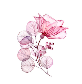 Transparent floral set isolated arrangement of big pink rose flower, berries, leaves, branches in pastel grey, violet, purple, vintage ornament, wedding design, stationery card print
