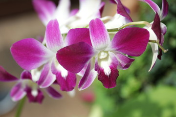 Close up Purple Orchids