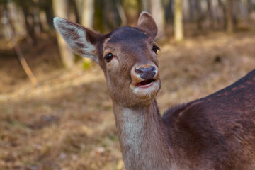 Young fawn in the pasture, close up.