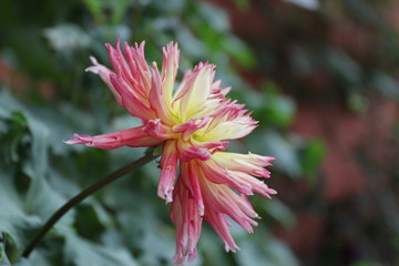 Close up Colorful red and Yellow Dahlia Flower in Summer