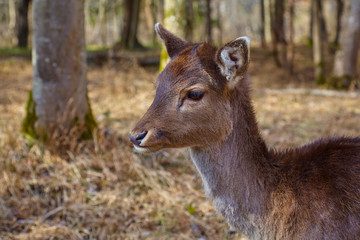 Young fawn in the pasture, close up.