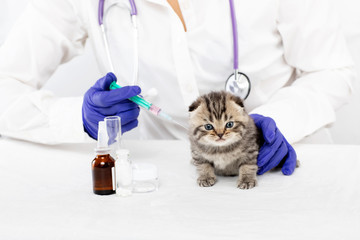 Veterinarian makes an injection to a small kitten in a veterinary clinic. Medicine concept