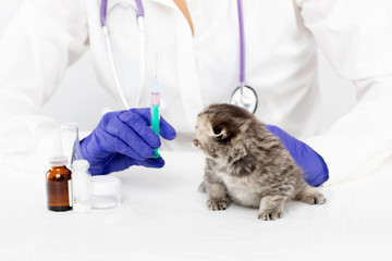 Veterinarian makes an injection to a small kitten in a veterinary clinic. Medicine concept