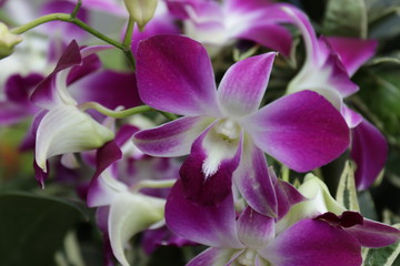 Fototapeta na wymiar Close up Purple Orchid in the Garden